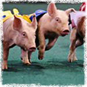 Cattle Baron's Gala Pig Races